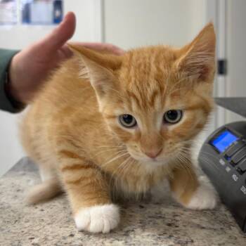 Swordfish -  Domestic Short Hair Cat for Adoption in Spokane, Washington - Swordfish | PetCurious