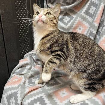 Lil Bit -  Domestic Short Hair Cat for Adoption in Fairmont, Minnesota - Lil Bit | PetCurious