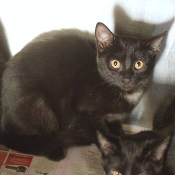 Doc -  Domestic Short Hair Cat for Adoption in Belleville, Illinois - Doc | PetCurious