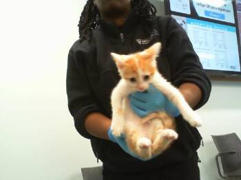 THOMAS -  Domestic Short Hair Cat for Adoption in Charlotte, North Carolina - THOMAS | PetCurious