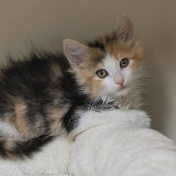 Alice -  Domestic Medium Hair Cat for Adoption in Los Angeles, California - Alice | PetCurious