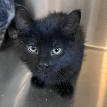 Domestic Short Hair Cats Available for Adoption in Washburn, Missouri - Mack | PetCurious