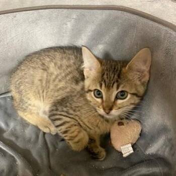 Dodge -  Domestic Medium Hair Cat for Adoption in Chehalis, Washington - Dodge | PetCurious