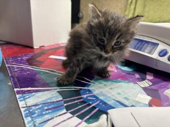 Domestic Short Hair Cats Available for Adoption in Riverside, California - POKE | PetCurious