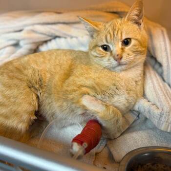 Domestic Short Hair Cats Available for Adoption - Cuba | PetCurious