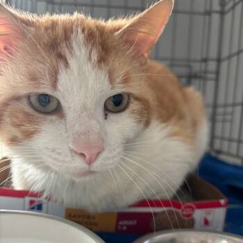Victor -  Domestic Short Hair Cat for Adoption in Des Moines, Iowa - Victor | PetCurious