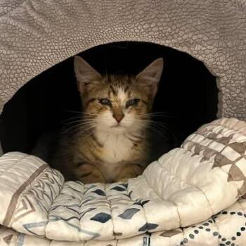 Pippin -  Domestic Short Hair Cat for Adoption in Edwardsville, Illinois - Pippin | PetCurious