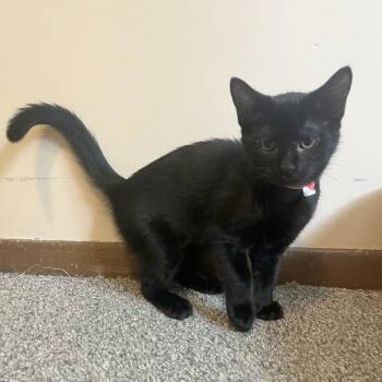 Fajita -  Domestic Short Hair Cat for Adoption in Medina, Ohio - Fajita | PetCurious