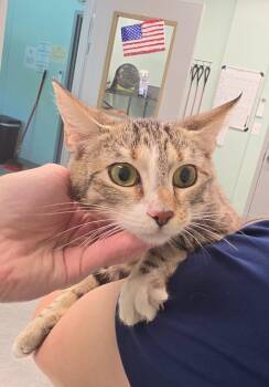 Cardimom -  Domestic Short Hair Cat for Adoption in Athens, Tennessee - Cardimom | PetCurious