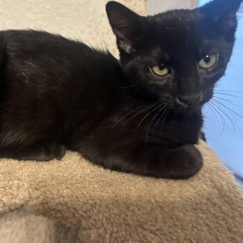 Willow -  Domestic Short Hair Cat for Adoption in Layton, Utah - Willow | PetCurious