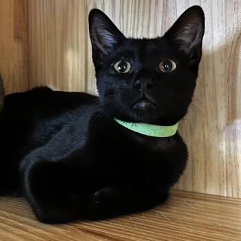 Flower -  Domestic Short Hair Cat for Adoption in Yucca Valley, California - Flower | PetCurious