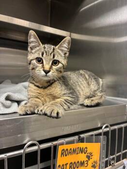 Sugar Ray -  Domestic Short Hair Cat for Adoption in Sidney, Ohio - Sugar Ray | PetCurious