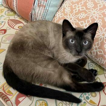 Siamese Cats Available for Adoption in Wichita, Kansas - Dunny | PetCurious
