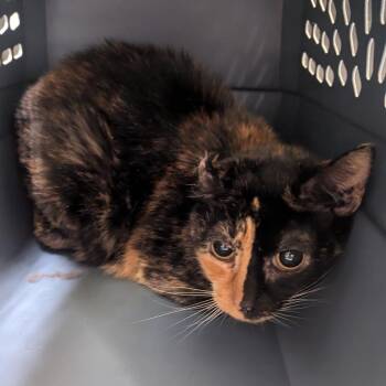 Two Face -  Domestic Short Hair Cat for Adoption in Charlottesville, Virginia - Two Face | PetCurious