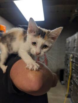 Buzzie Bee -  Domestic Short Hair Cat for Adoption in Shelbyville, Tennessee - Buzzie Bee | PetCurious