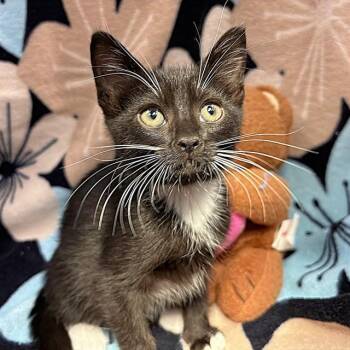 SAKURA -  Domestic Short Hair Cat for Adoption in Rancho Cucamonga, California - SAKURA | PetCurious