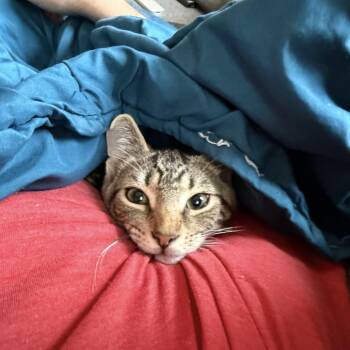 Goose -  Domestic Short Hair Cat for Adoption in Fairfax Station, Virginia - Goose | PetCurious