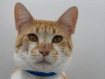 El Capitan -  Domestic Short Hair Cat Available for Adoption in Portland, Oregon - El Capitan | PetCurious