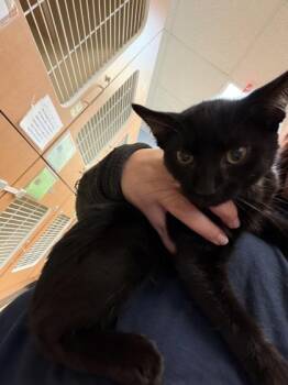 Gordon Goose -  Domestic Short Hair Cat for Adoption in Chamblee, Georgia - Gordon Goose | PetCurious