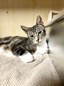 Rescue Domestic Short Hair Cats for Adoption in Orange, California - Dolly | PetCurious
