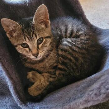 Baker -  Domestic Short Hair Cat for Adoption in Granville, Ohio - Baker | PetCurious