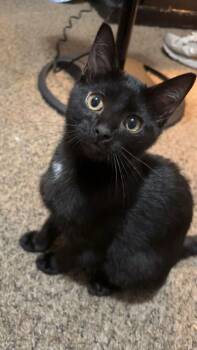 Midnightt -  Domestic Short Hair Cat for Adoption in Topeka, Kansas - Midnightt | PetCurious