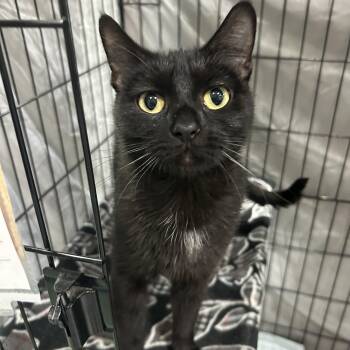Hawaiian Tropic -  Domestic Short Hair Cat for Adoption in Mokena, Illinois - Hawaiian Tropic | PetCurious
