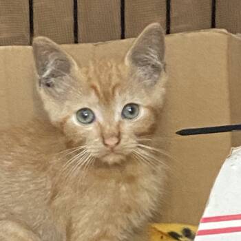 Rescue Domestic Short Hair Cats for Adoption in Long Beach, California - Bentley | PetCurious