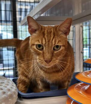Rescue Domestic Short Hair Cats for Adoption - Garfield | PetCurious