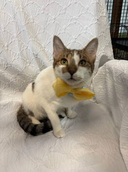 Rescue Domestic Short Hair and Tabby Cats for Adoption in Margate, Florida - Snow | PetCurious