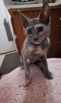 Rescue Domestic Short Hair Cats for Adoption in Lancaster, California - Arwen | PetCurious