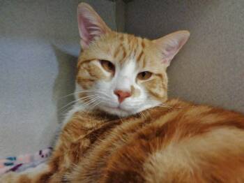 PERSIMMON -  Tabby Cat for Adoption in Delhi, New York - PERSIMMON | PetCurious