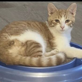 Billy the Kid -  Domestic Short Hair Cat Available for Adoption in Greenfield, Indiana - Billy The Kid | PetCurious