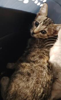 Ramen -  Domestic Short Hair Cat for Adoption in Republic, Missouri - Ramen | PetCurious