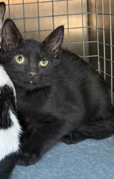 A123349 -  Domestic Short Hair Cat for Adoption in West Valley City, Utah - A123349 | PetCurious