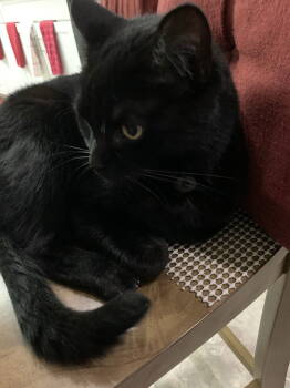 Rescue Domestic Short Hair Cats for Adoption in Alexandria, Virginia - Araceli **COURTESY POST** | PetCurious