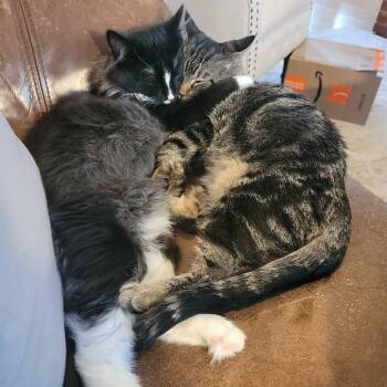 Domestic Short Hair Cats Available for Adoption in Tulsa, Oklahoma - Tamantha | PetCurious