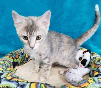 Moxie -  Domestic Short Hair Cat for Adoption in Greenville, Illinois - Moxie | PetCurious