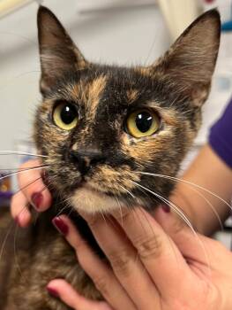 Rescue Domestic Short Hair Cats for Adoption in Trenton, New Jersey - Paige | PetCurious