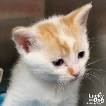 Rescue Domestic Short Hair and Tabby Cats for Adoption in Washington, District Of Columbia - Blaze | PetCurious