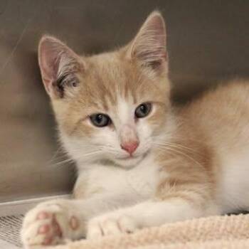 26-01237 -  Domestic Short Hair Cat for Adoption in Fredericksburg, Virginia - 26-01237 | PetCurious