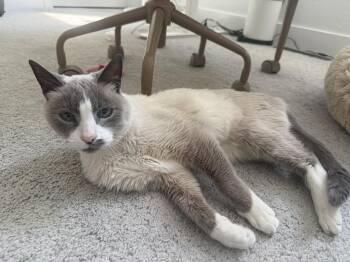 Vera -  Siamese Cat for Adoption in Denver, Colorado - Vera | PetCurious