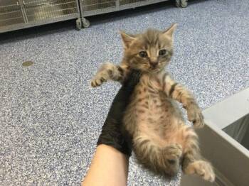 Domestic Short Hair Cats Available for Adoption in Thousand Palms, California - A1913294 | PetCurious