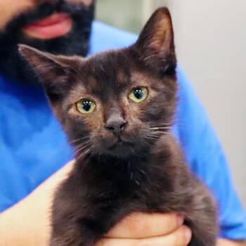 Domestic Short Hair Cats Available for Adoption in Port Washington, New York - Apollo | PetCurious