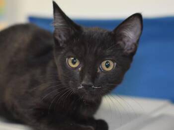 Diamond -  Domestic Short Hair Cat for Adoption in Portland, Oregon - Diamond | PetCurious