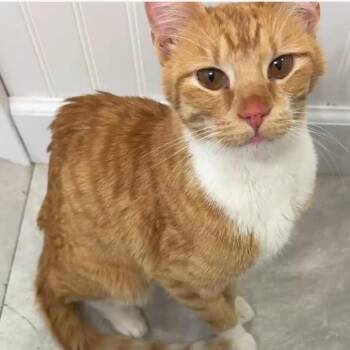 Domestic Short Hair Cats Available for Adoption in Jasper, Indiana - Shrimp Staci | PetCurious