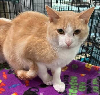 Jack -  Domestic Short Hair Cat for Adoption in North Richland Hills, Texas - Jack | PetCurious