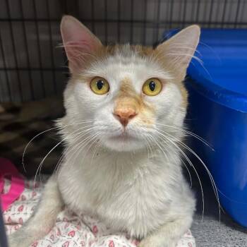Fitzgerald -  Domestic Medium Hair Cat for Adoption in Woodbury, New Jersey - Fitzgerald | PetCurious