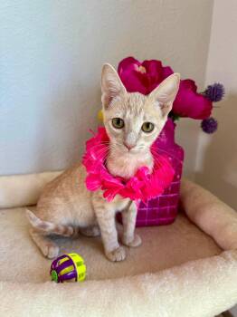 Firecracker - Sweet and affectionate -  Domestic Short Hair Cat for Adoption in Muskego, Wisconsin - Firecracker - Sweet And Affectionate | PetCurious