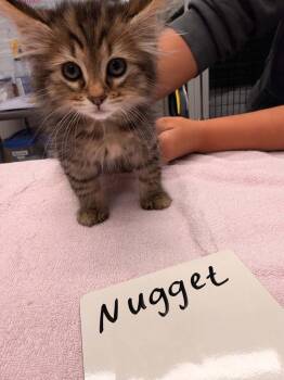 Nugget -  Domestic Medium Hair Cat for Adoption in Vancouver, Washington - Nugget | PetCurious
